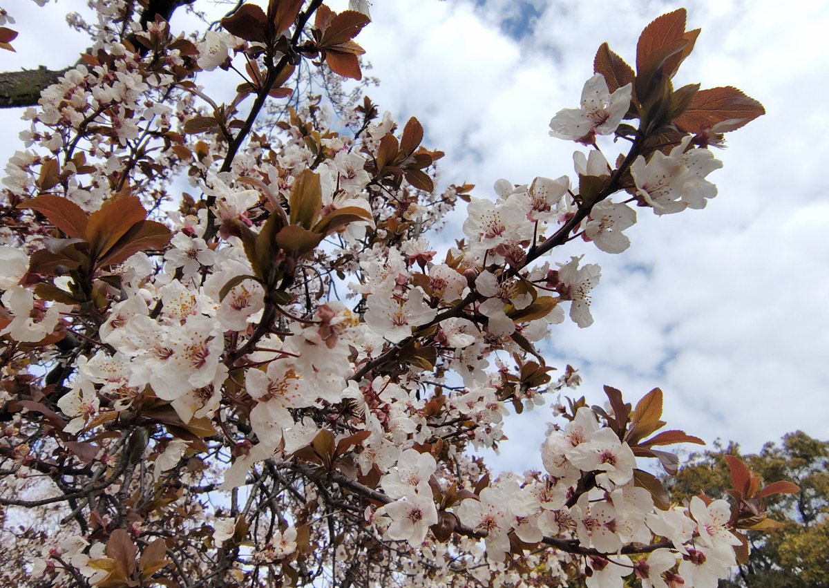 桜？と思ったらベニバスモモ（紅葉李）
赤紫色の葉と切り込みが無い丸い花びらが特徴。似てるよね。