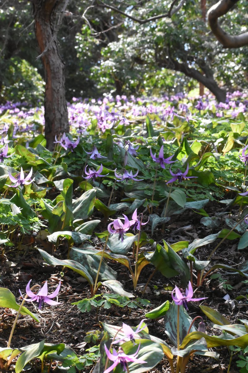 たつなみ tweet media