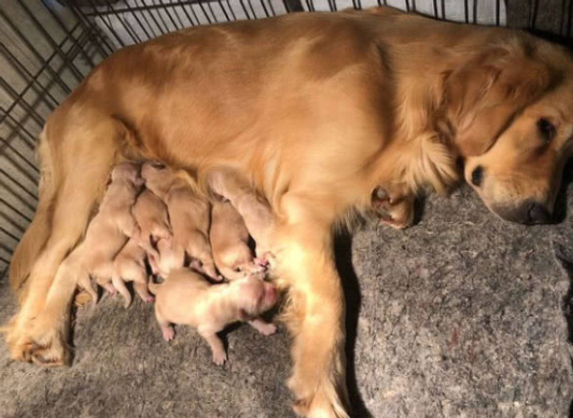 honeypink_ji's tweet photo. "A day with your pup Pure magic.  They turn ordinary moments into the best memories. #PetLove #DogMom/DadVibes" https://t.co/9qygzc6X7d