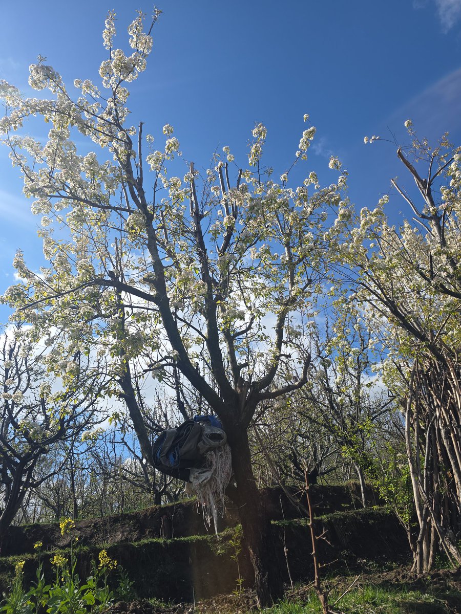 Dr Mir Ubaid tweet media