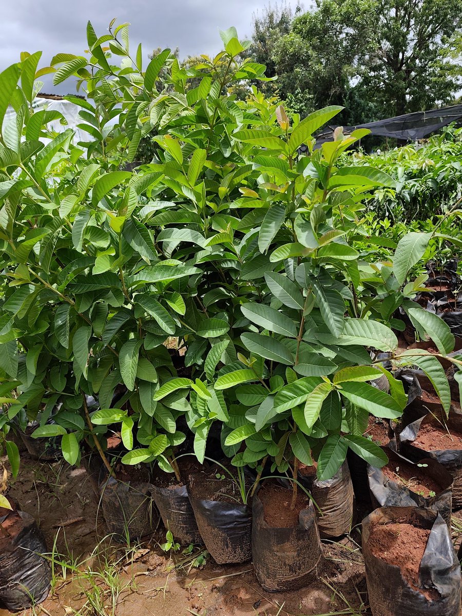 HORT-GERMINATE FARMS tweet media