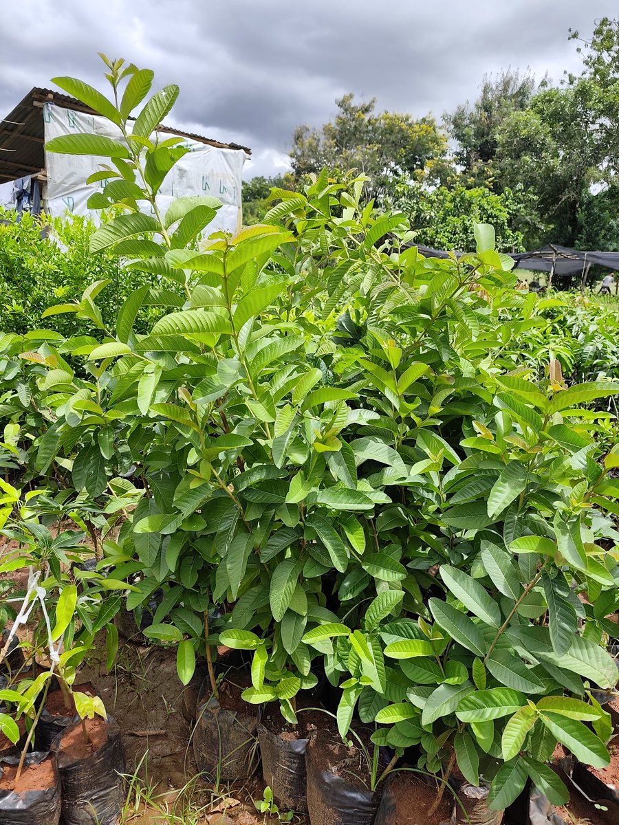 HORT-GERMINATE FARMS tweet media