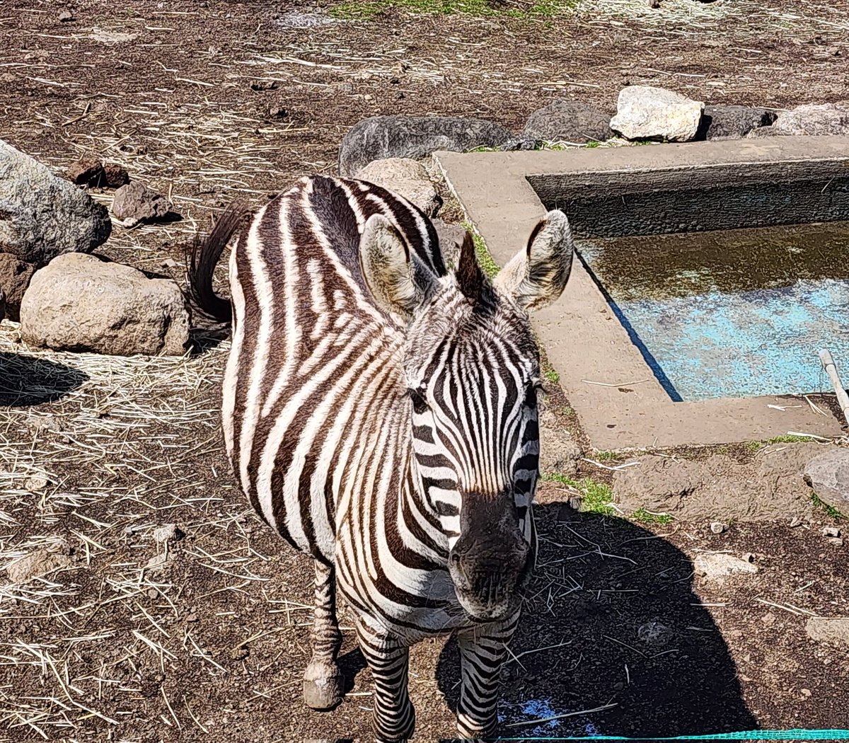 薄めのたっくん🏩🐳💦 tweet media