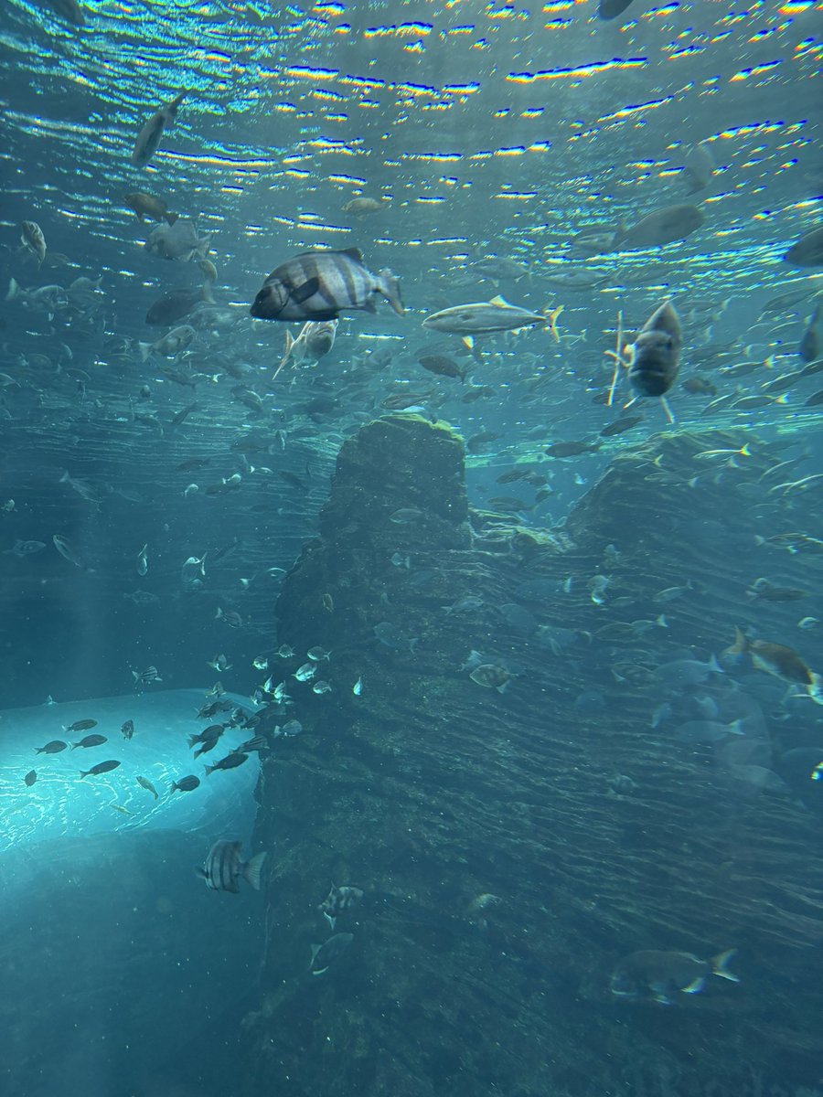 ｴﾊﾞﾀさん tweet media