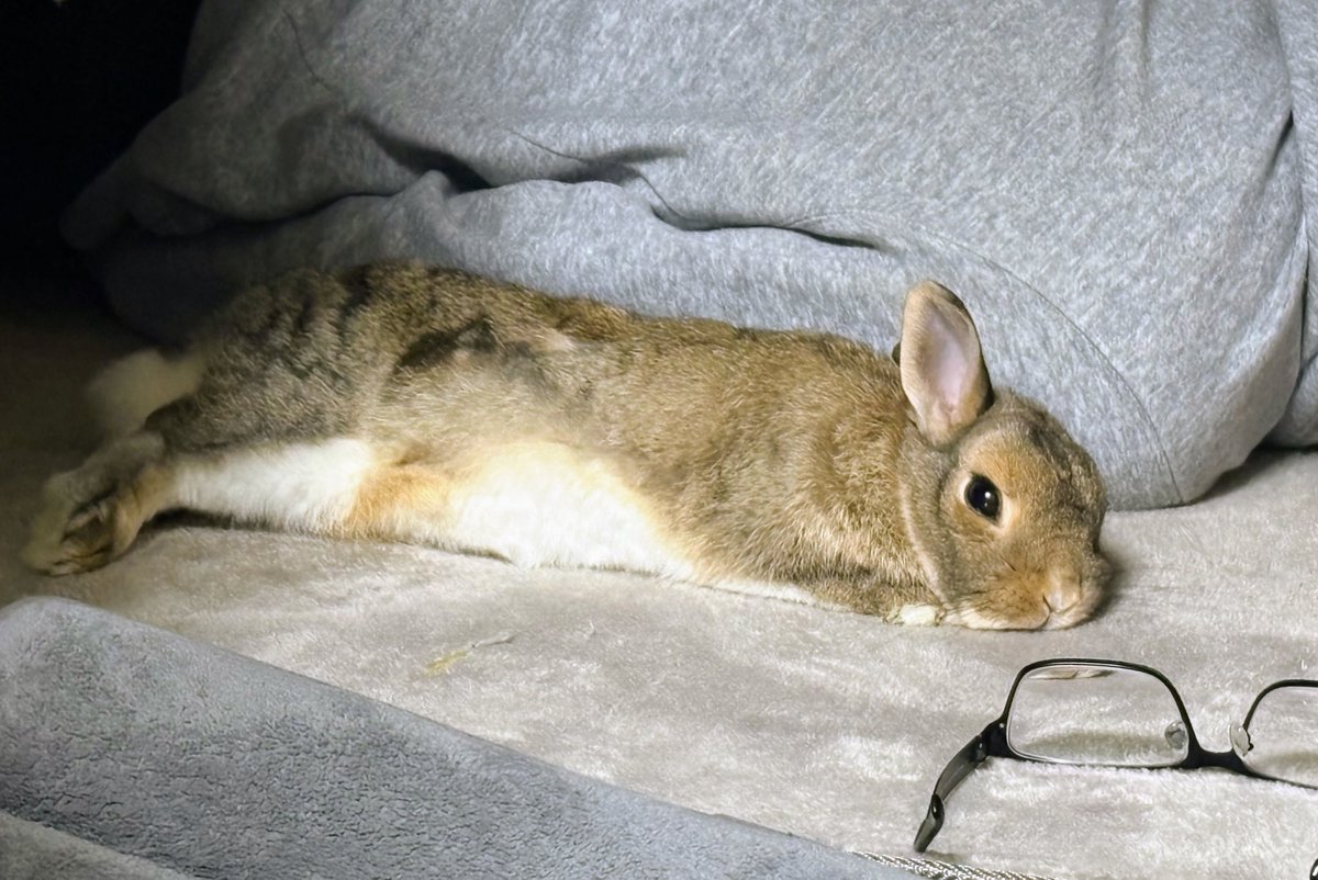 うさぎのちゃっぴー tweet media