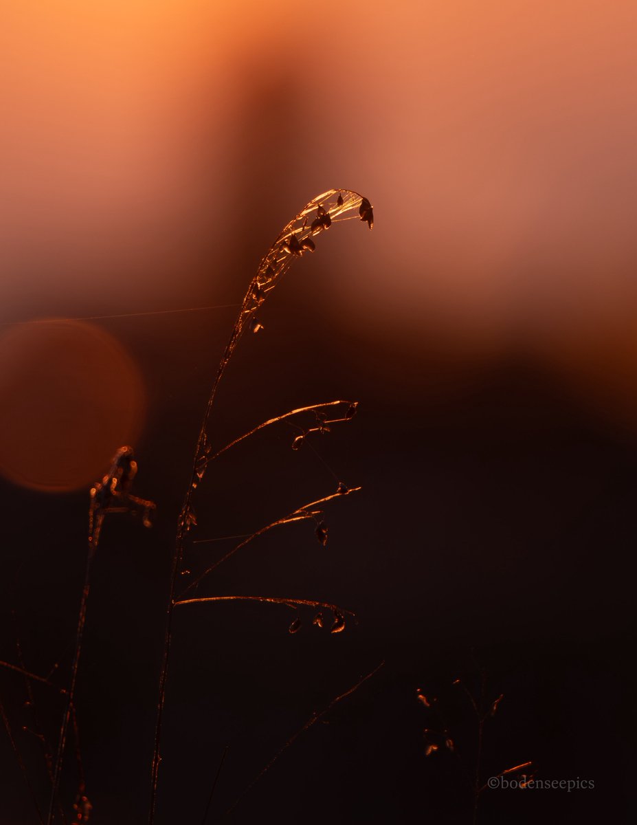 Pia Scheuer | BODENSEEPICS tweet media