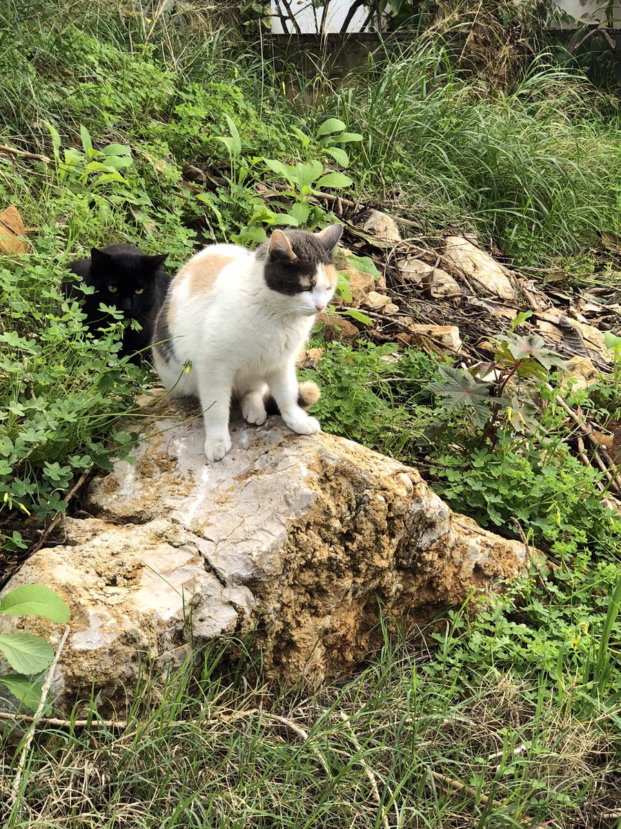 Marie Nassar3 tweet media