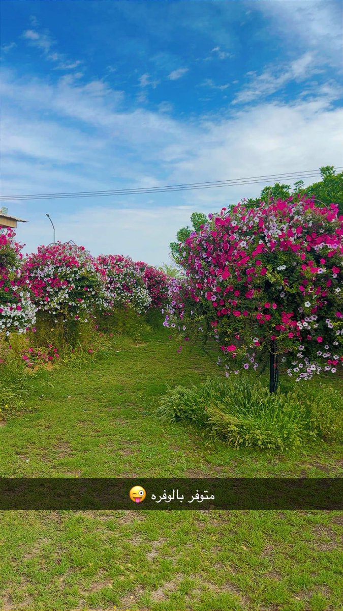 مزارع من الوفرة tweet media
