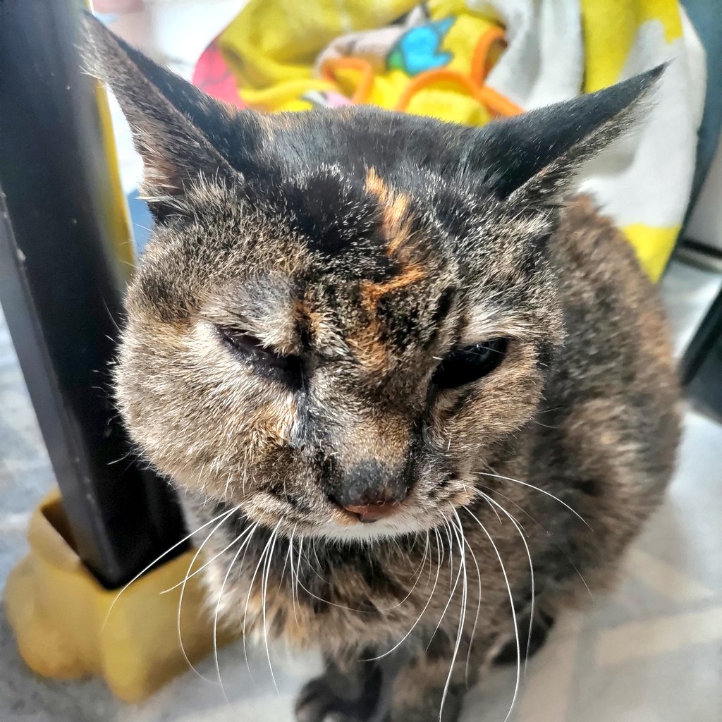 なっつくん🧄💸🦆🔥⛄💚 tweet media