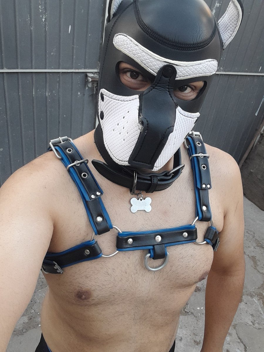 Pup Jake tweet media