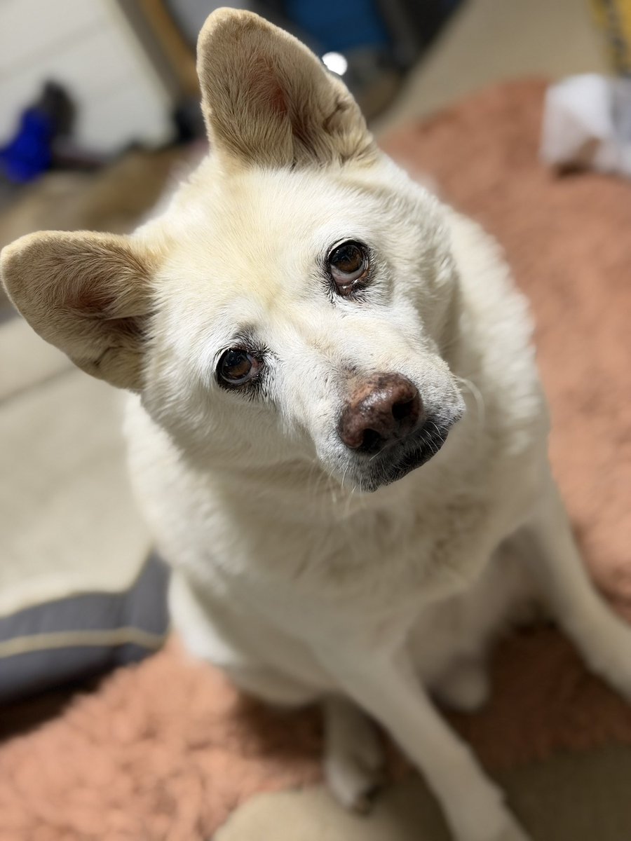 あっこ🍈🫧 tweet media