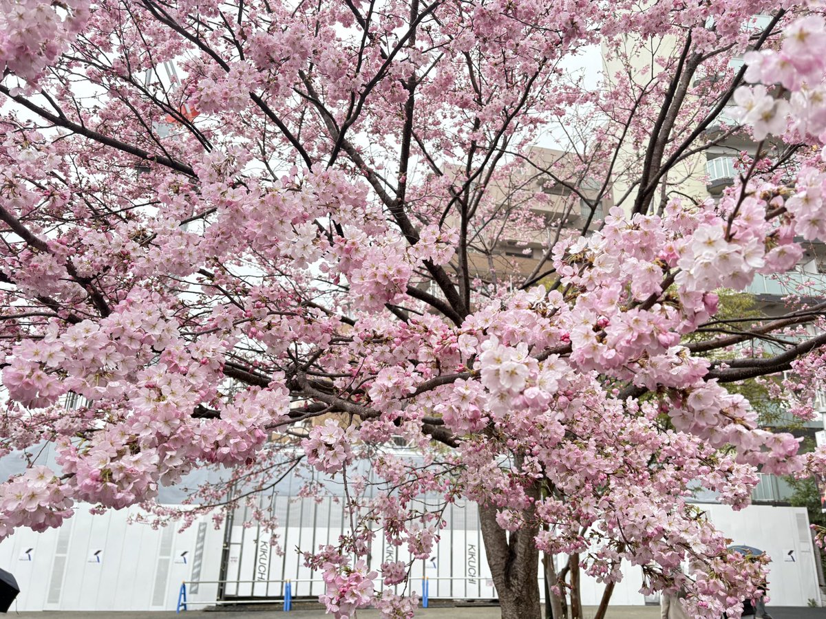 DJりーな(ﾗｼﾞｵﾊﾟｰｿﾅﾘﾃｨｰ) tweet media