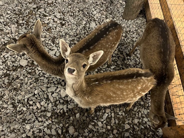 Phenrir 𓃝 tweet media