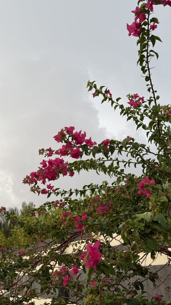 تزاحمت النعم عييد و مطر..
اللهم لك الحمد ✨💚