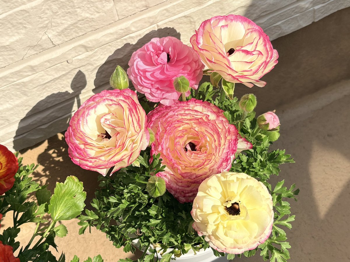 メープルかりんとうの逆襲III tweet media