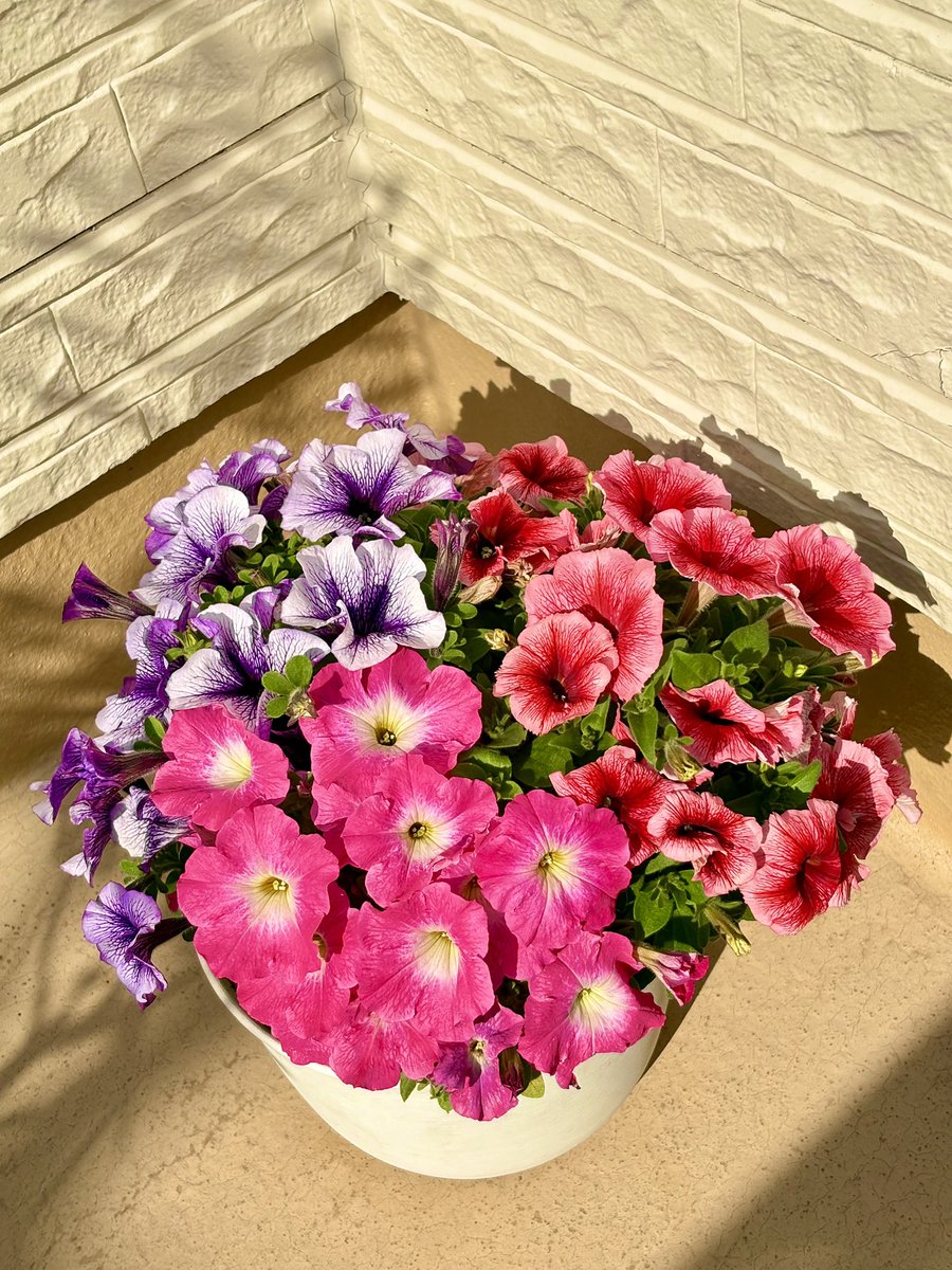 メープルかりんとうの逆襲III tweet media