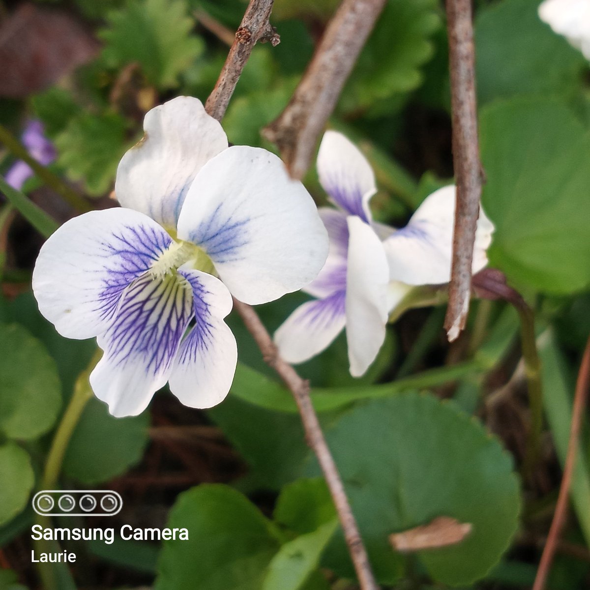 SophieRaccoons's tweet image. Hope your day is simply delightful. 💠💠 💠 #TuesdayBlue #floral #FlowerPhotography 💠💠💠💠💠