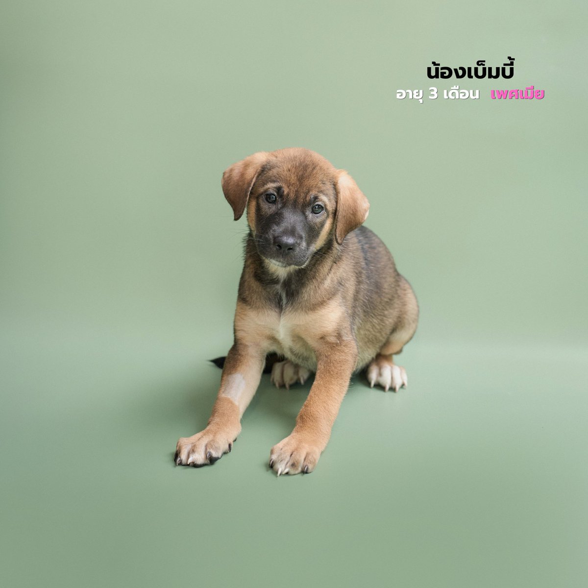 Soi Dog Adoptions tweet media