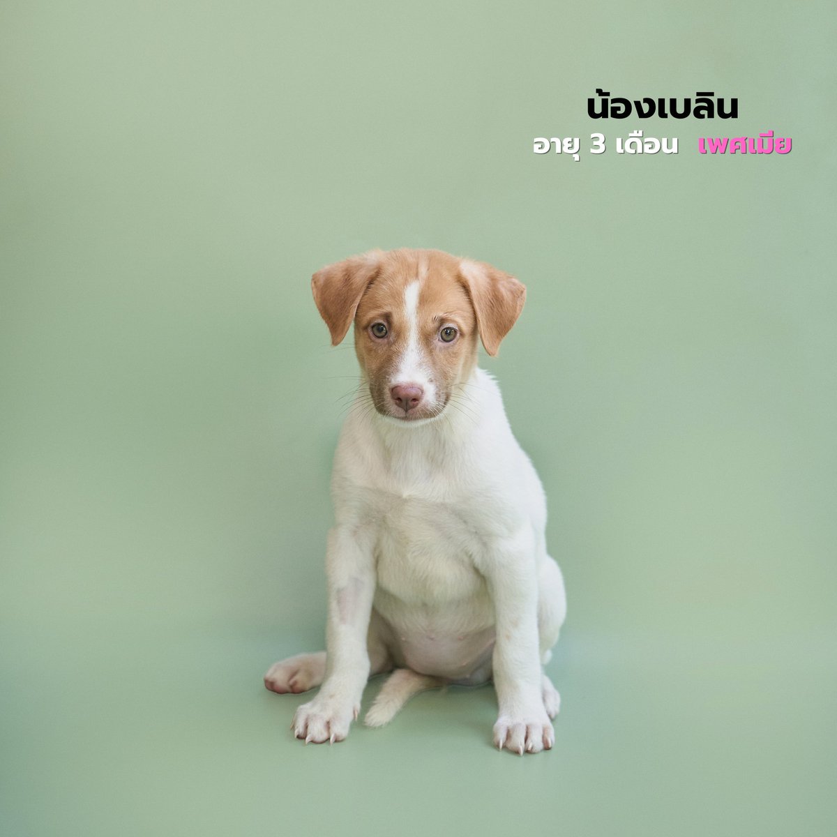 Soi Dog Adoptions tweet media