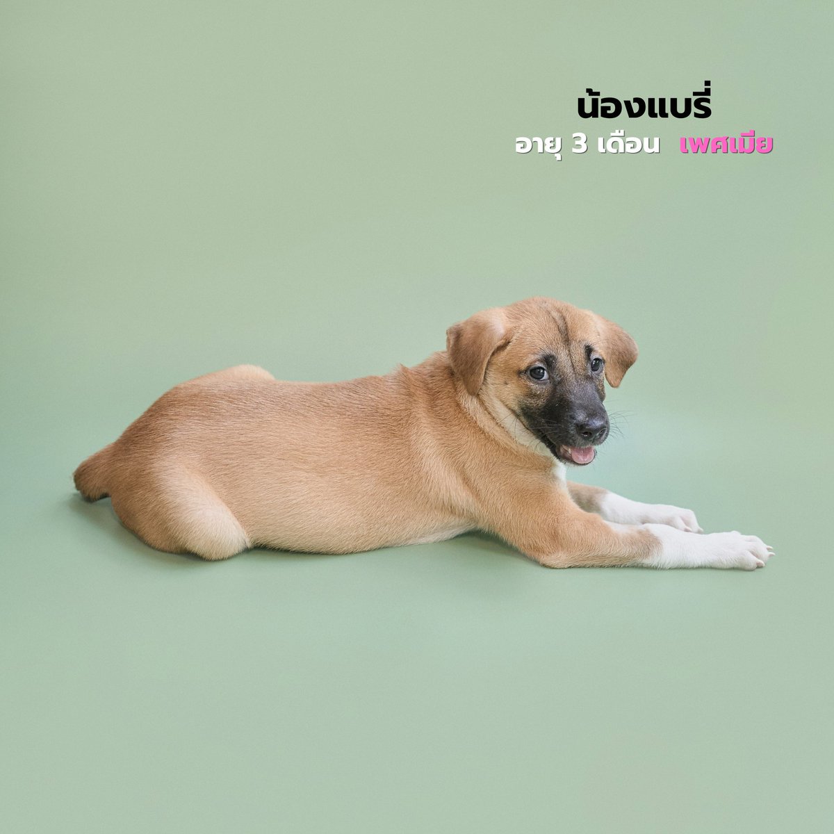 Soi Dog Adoptions tweet media