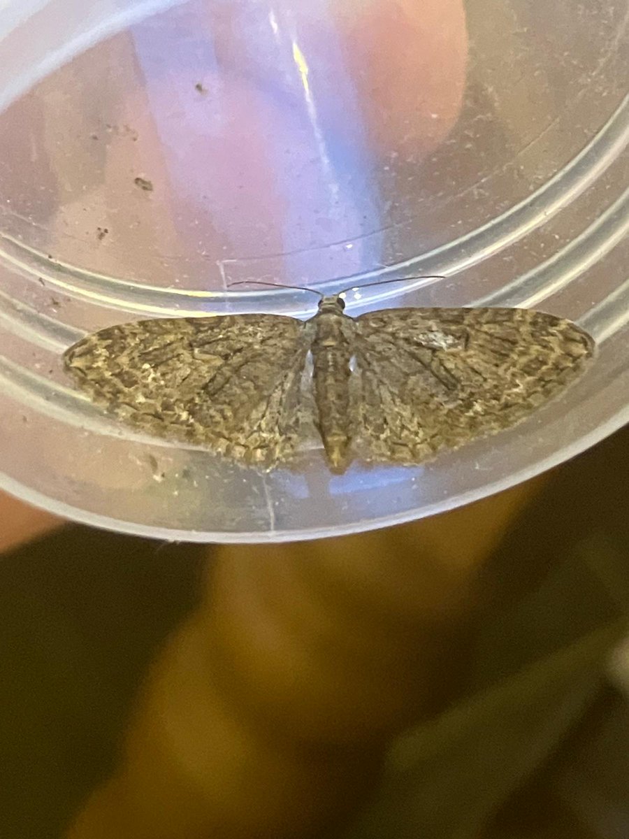 alrewas birder tweet media