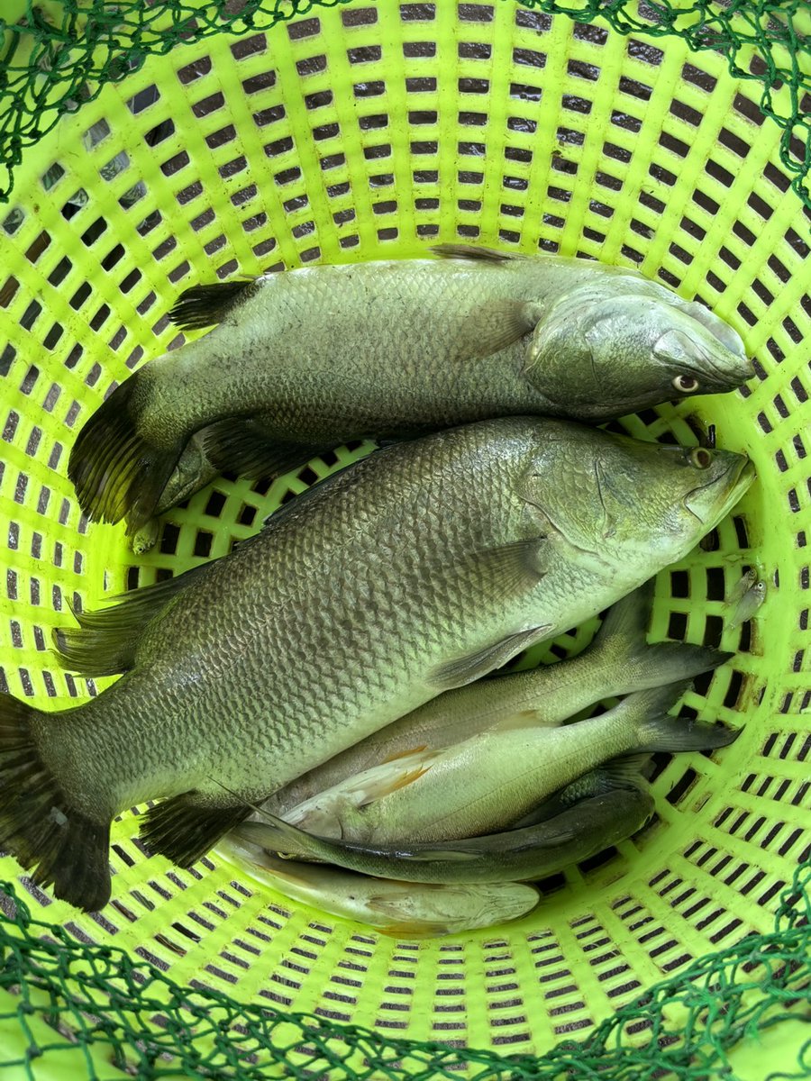 ★彡 🄱🄰🄱🅈 🄶 彡★ tweet media