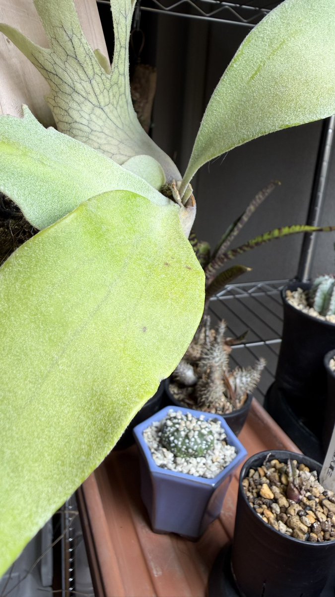 MMM(みー) tweet media