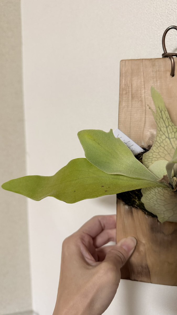 MMM(みー) tweet media