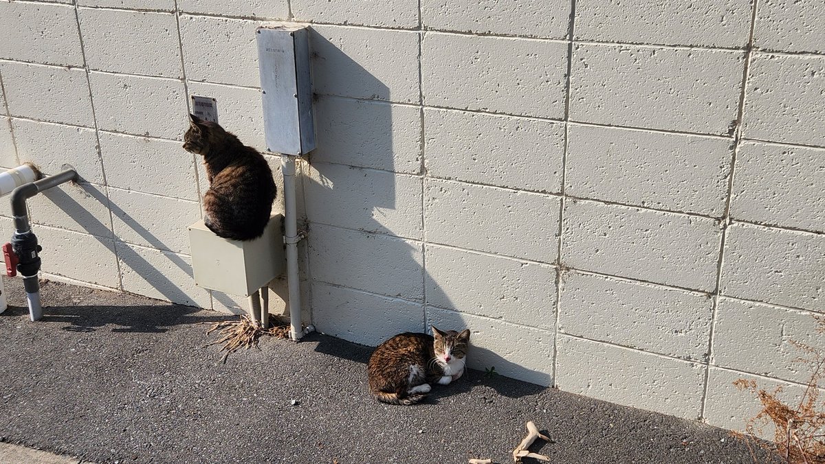 フグ刺しタコス tweet media