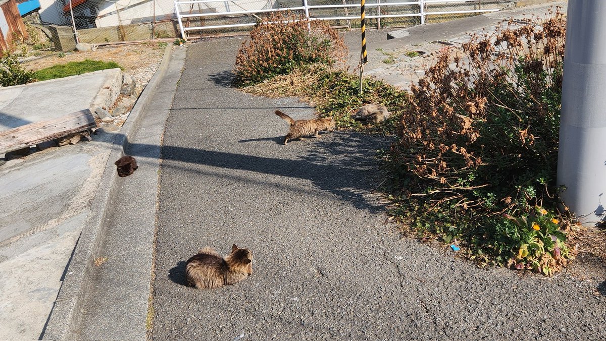 フグ刺しタコス tweet media