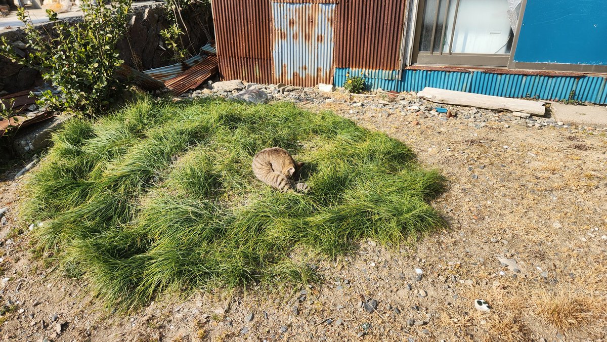 フグ刺しタコス tweet media