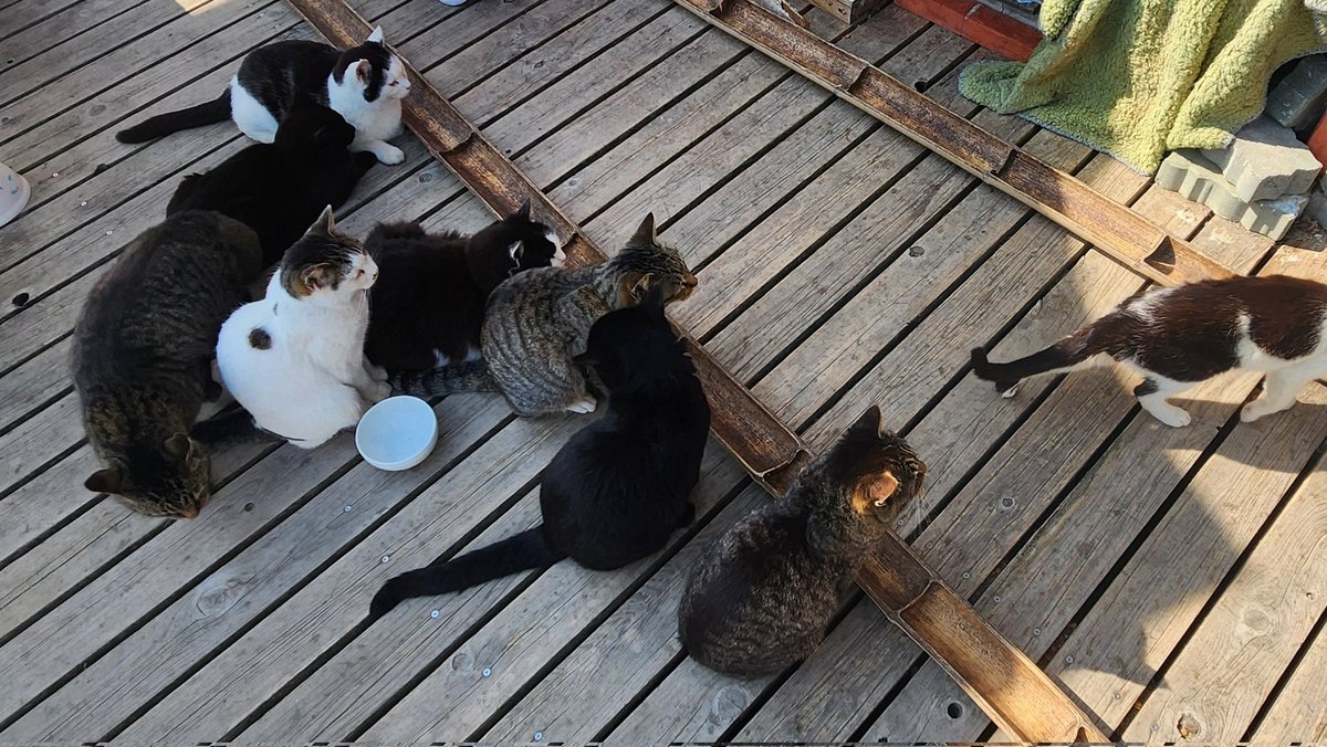 フグ刺しタコス tweet media