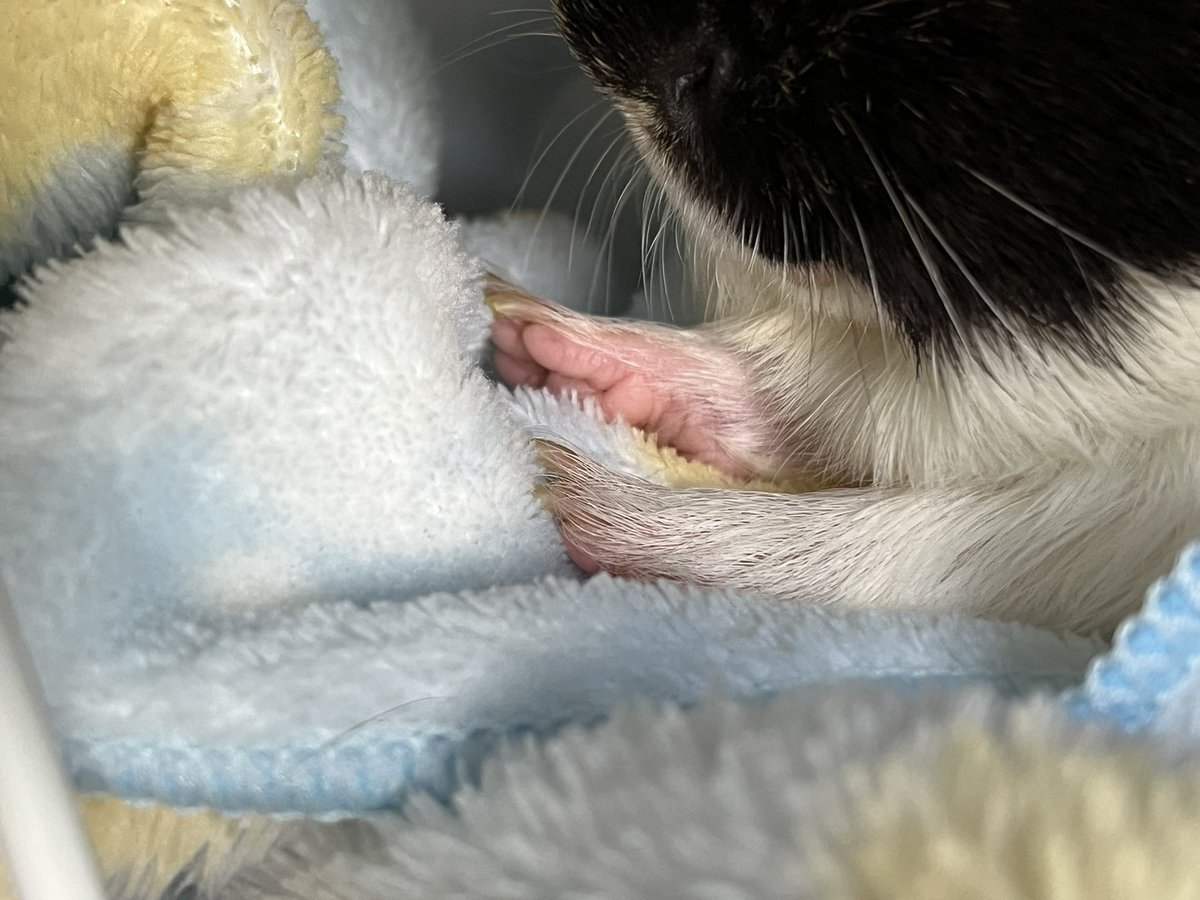 ぎょらん tweet media