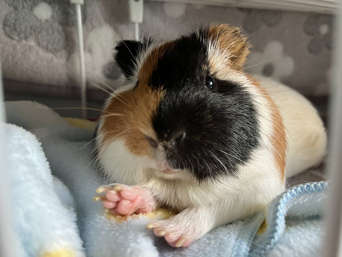 ぎょらん tweet media