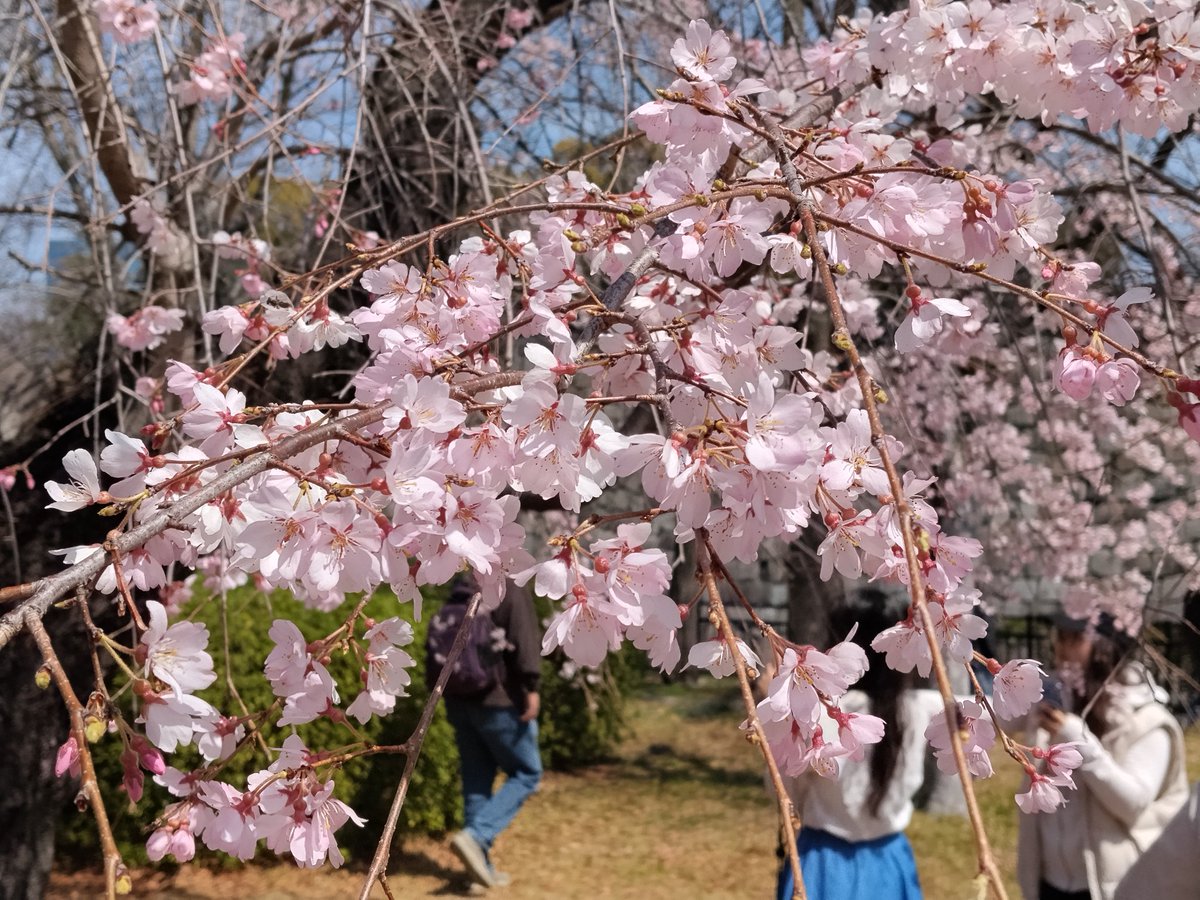 おおさかＸ358🌷🌷/BOKO tweet media