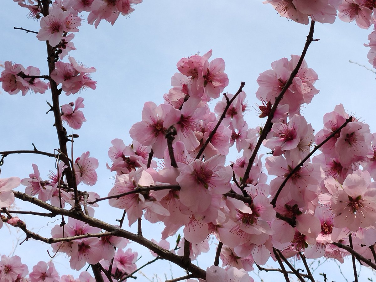 おおさかＸ358🌷🌷/BOKO tweet media