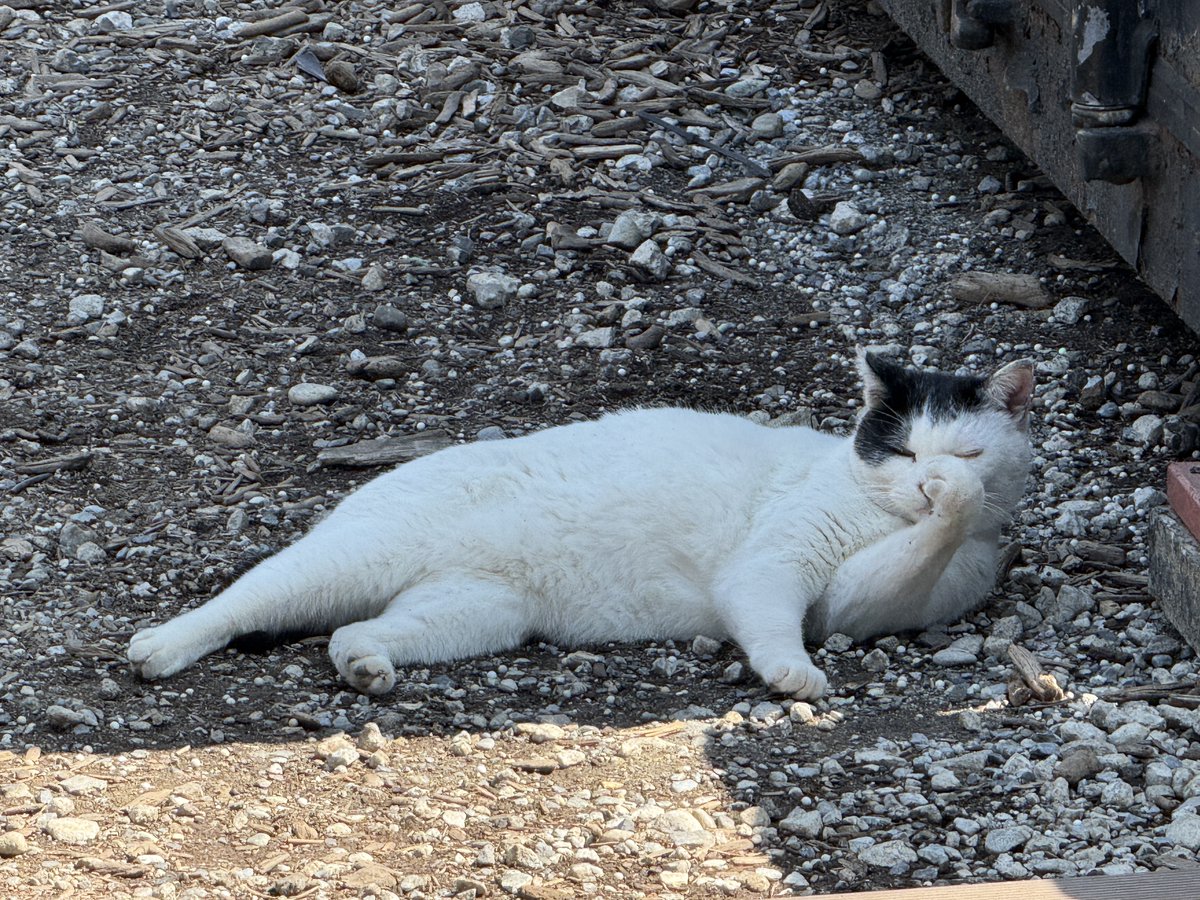 東京サバゲパーク　#サバパー tweet media