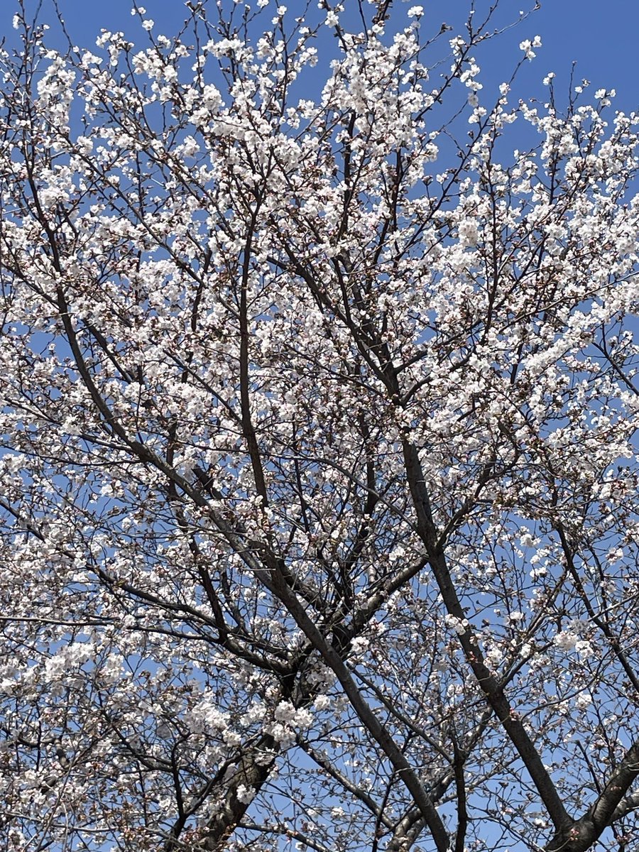 manalog_app's tweet photo. #卒業式 https://t.co/lzDfepYRFR