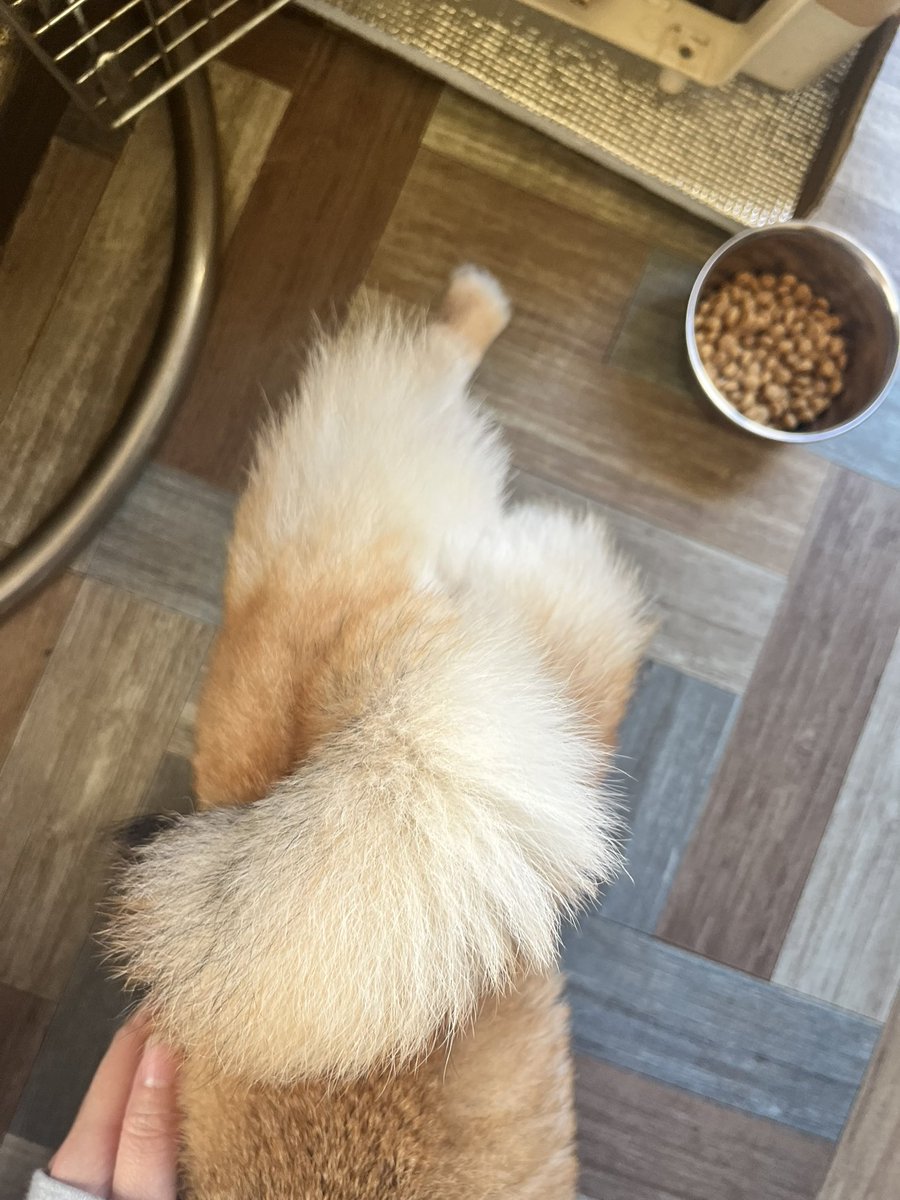 杏泉しのぶ@໊ 𝕤𝕙𝕚𝕟𝕠𝕓𝕦 𝕒𝕫𝕦𝕞𝕚 tweet media