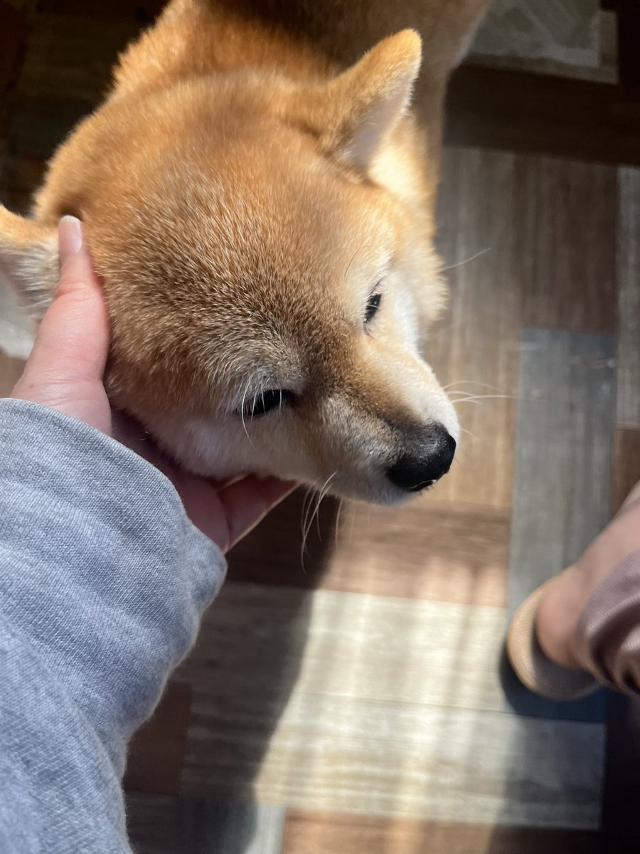 杏泉しのぶ@໊ 𝕤𝕙𝕚𝕟𝕠𝕓𝕦 𝕒𝕫𝕦𝕞𝕚 tweet media