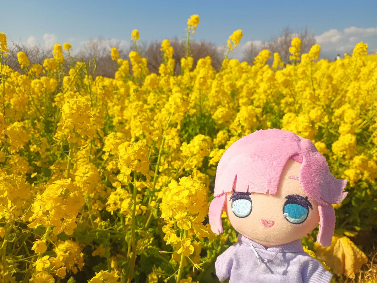 あにょざらし観測記 tweet media