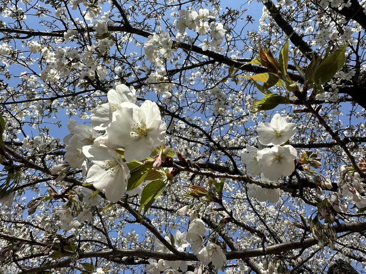 のぼ / 山口 登 tweet media