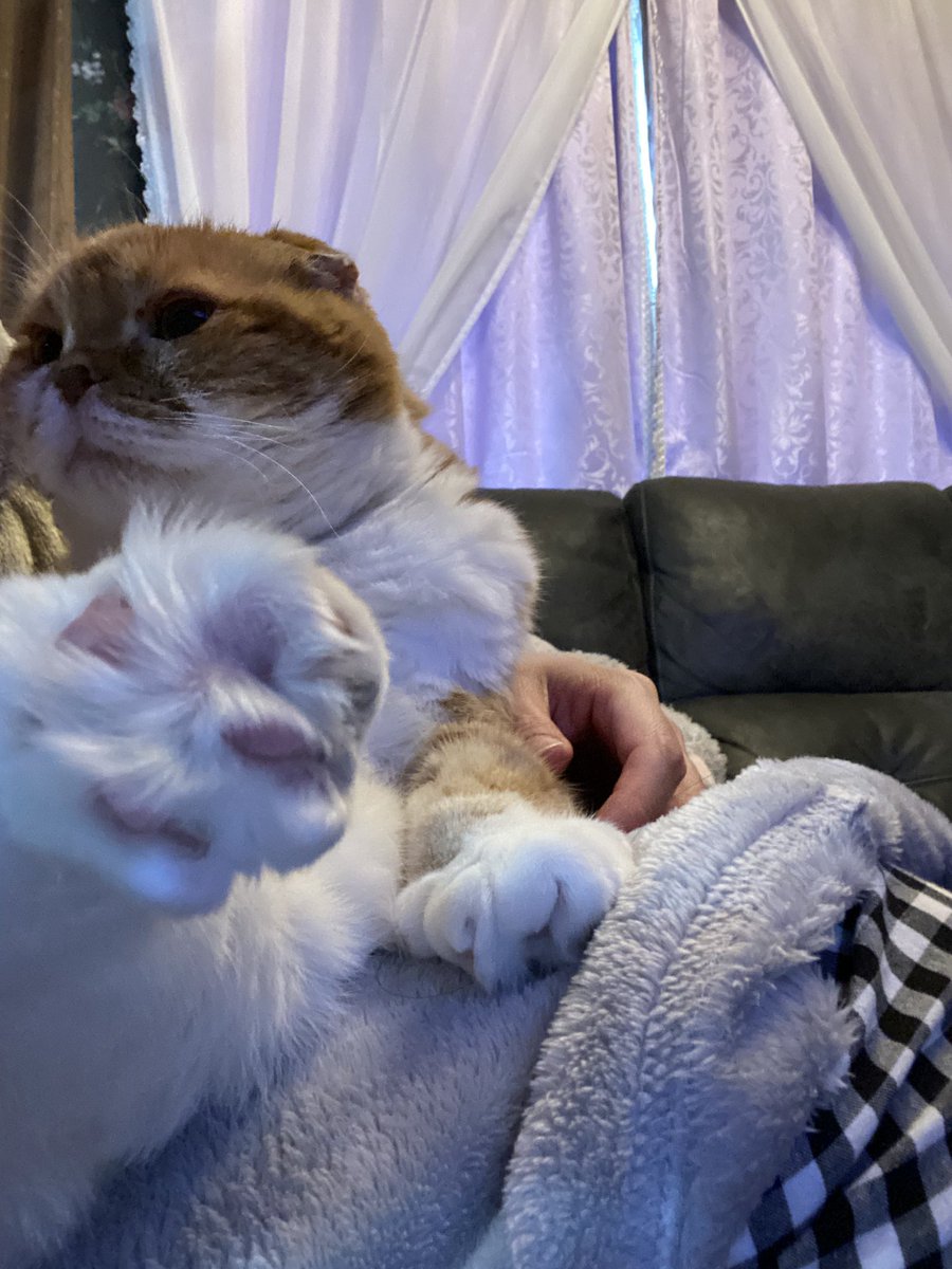 ぽんた師匠 tweet media