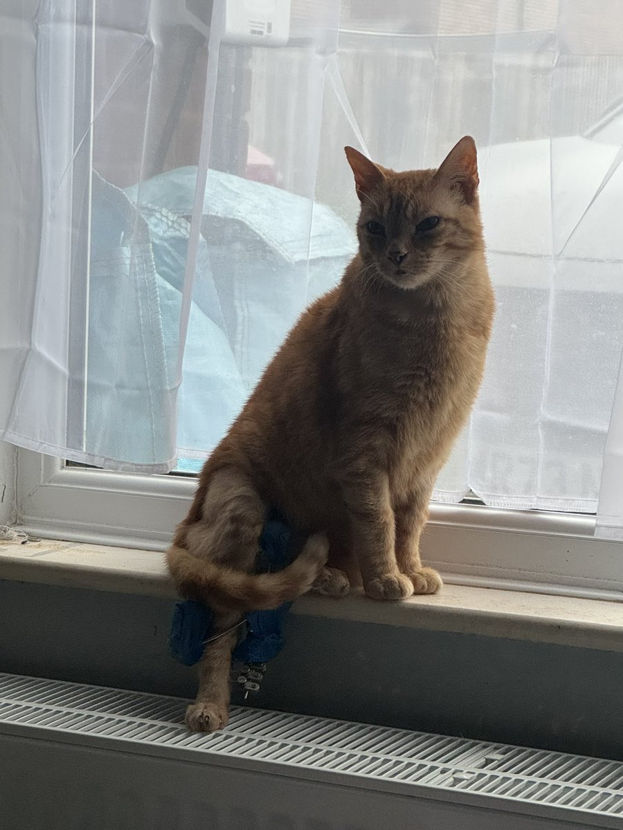 Cat Butler Danny tweet media