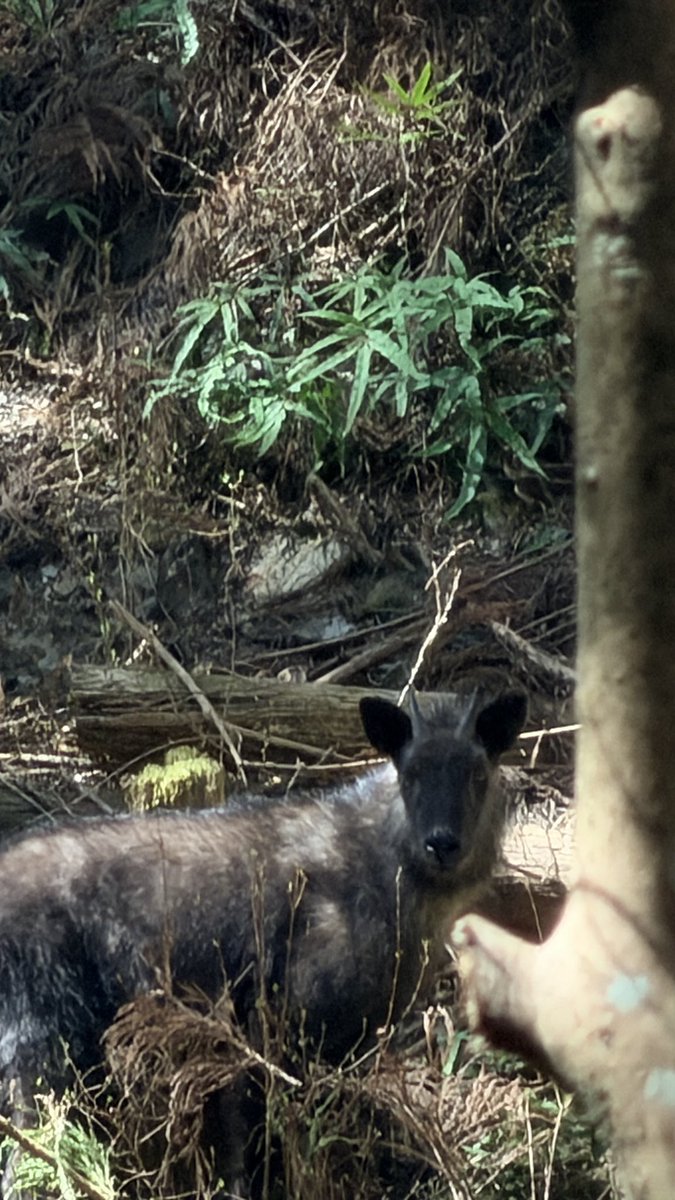 お店の向かいの山にカモシカ🦌
最初熊かと思ってびっくり笑

天然記念物
