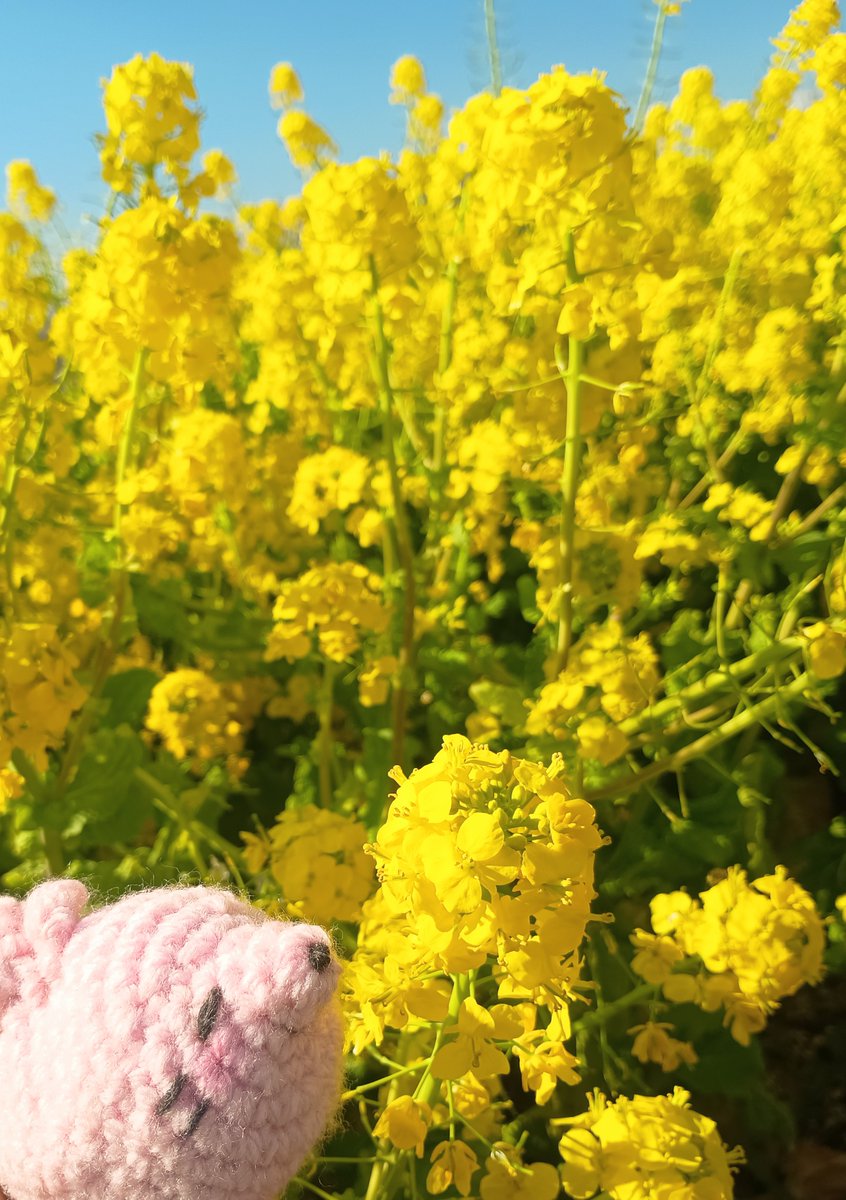 あにょざらし観測記 tweet media