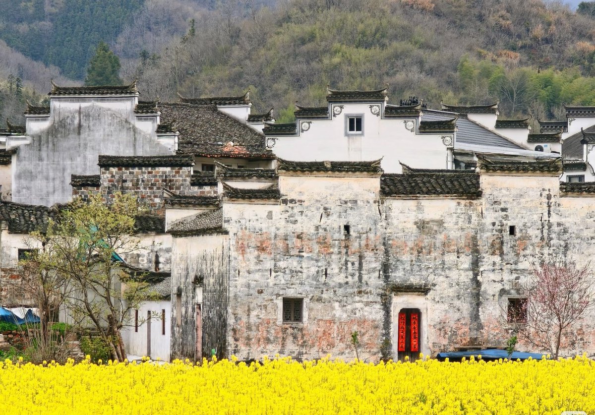 This_is_Chizhou's tweet image. Spring in southern Anhui 🌸 Mountains of golden rapeseed blooms.
#SouthernAnhui #SpringInChina #RapeseedFlower