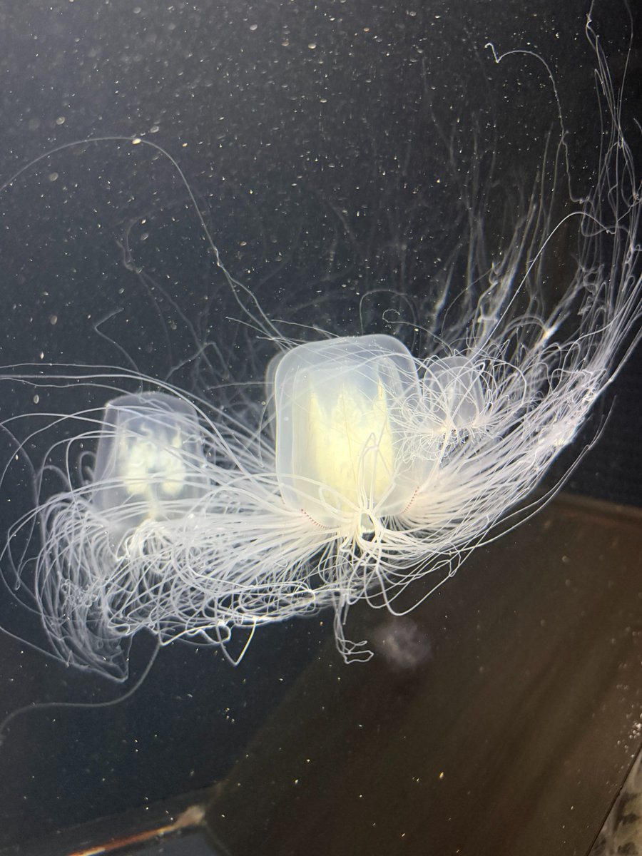 越前松島水族館 tweet media