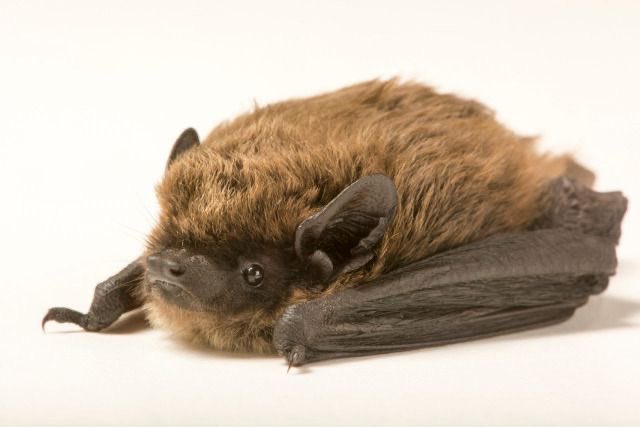 coffin!🐾🦴 tweet media