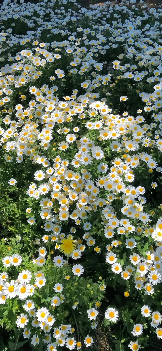 aesthetic (@purepeaceful) on Twitter photo 